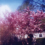 Spring Blossoms